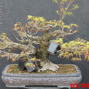 Acer palmatum arakawa