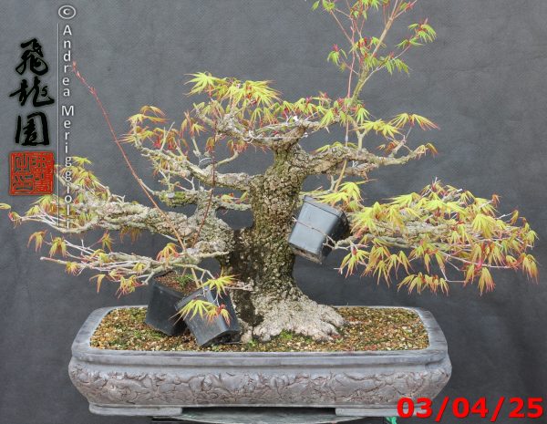 Acer palmatum arakawa