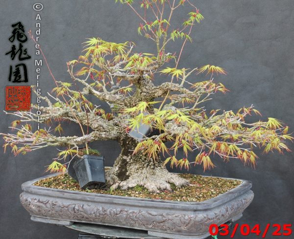 Acer palmatum arakawa - immagine 2