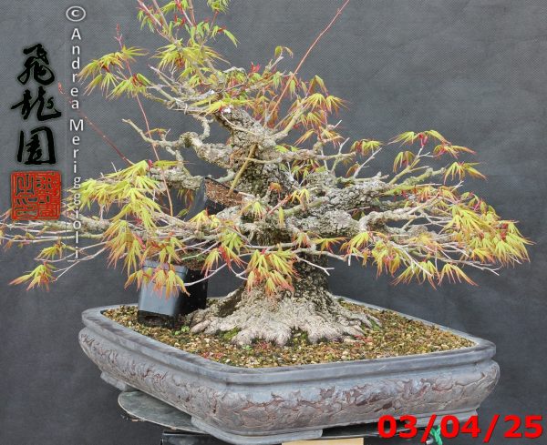 Acer palmatum arakawa - immagine 3