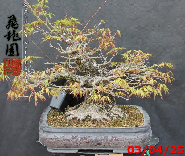 Acer palmatum arakawa - immagine 4