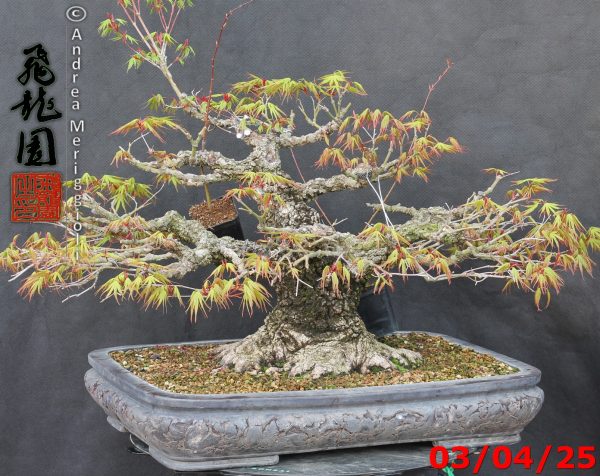 Acer palmatum arakawa - immagine 6