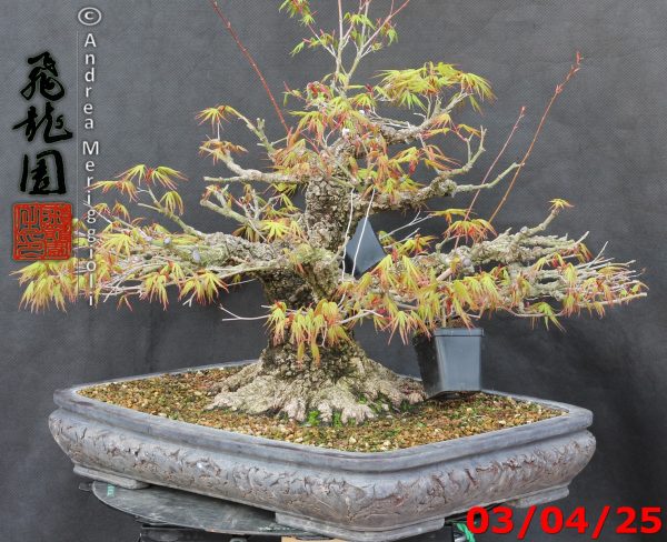 Acer palmatum arakawa - immagine 8