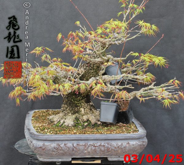 Acer palmatum arakawa - immagine 9