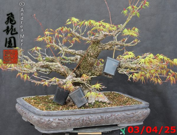 Acer palmatum arakawa - immagine 11