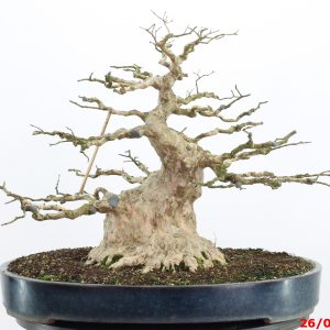 Lagerstroemia