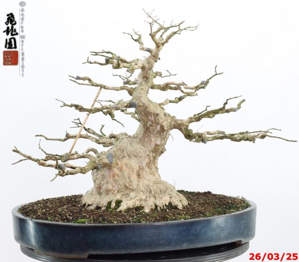 Lagerstroemia - immagine 2