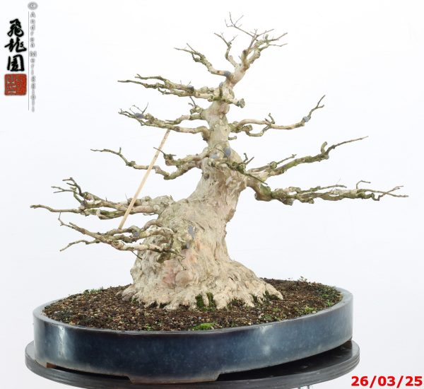 Lagerstroemia - immagine 3