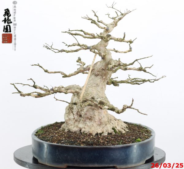 Lagerstroemia - immagine 5