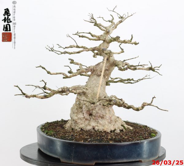 Lagerstroemia - immagine 6