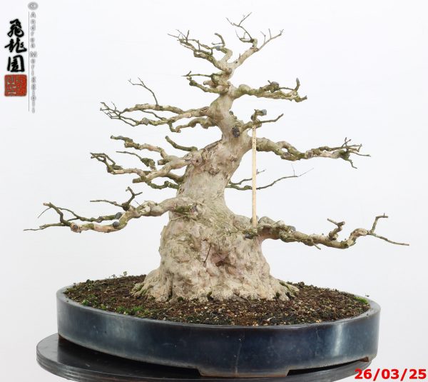 Lagerstroemia - immagine 7