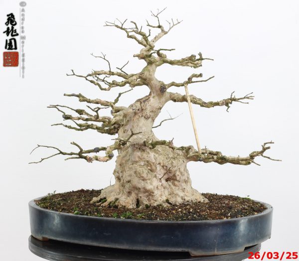 Lagerstroemia - immagine 8