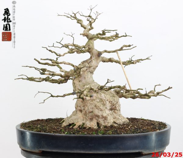 Lagerstroemia - immagine 9