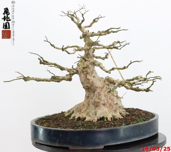 Lagerstroemia - immagine 10