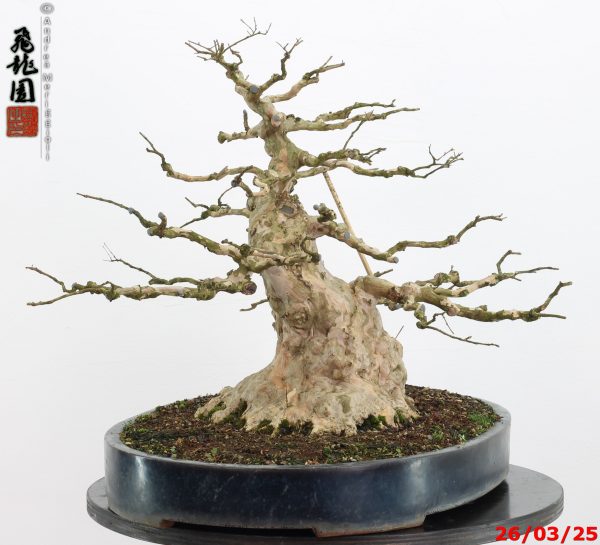 Lagerstroemia - immagine 11
