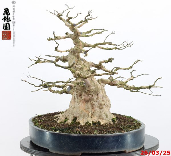 Lagerstroemia - immagine 12