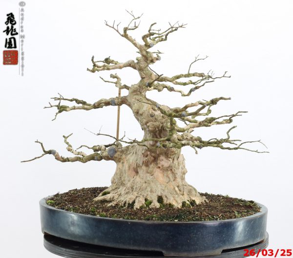 Lagerstroemia - immagine 13