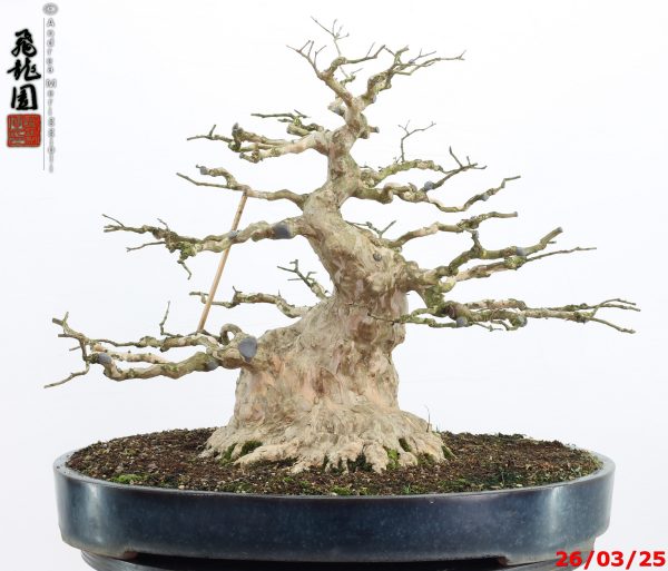 Lagerstroemia - immagine 14