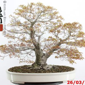 Acer palmatum