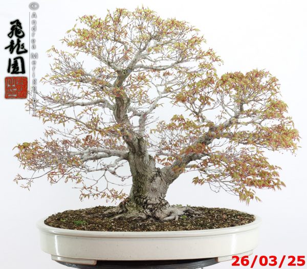 Acer palmatum