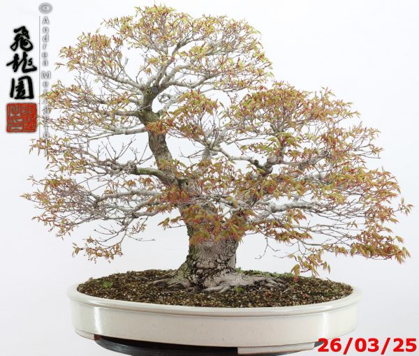 Acer palmatum - Image 2