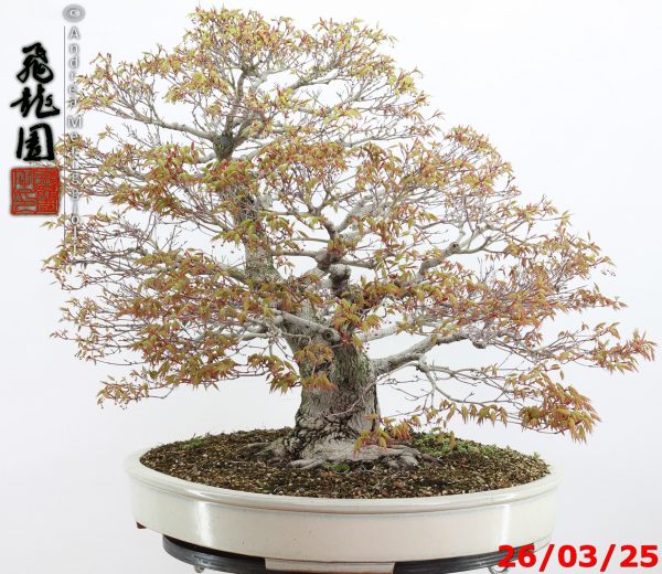 Acer palmatum - Image 3