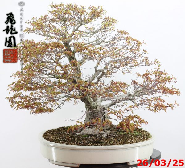 Acer palmatum - Image 4