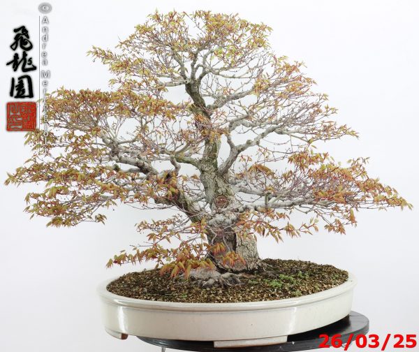 Acer palmatum - Image 5