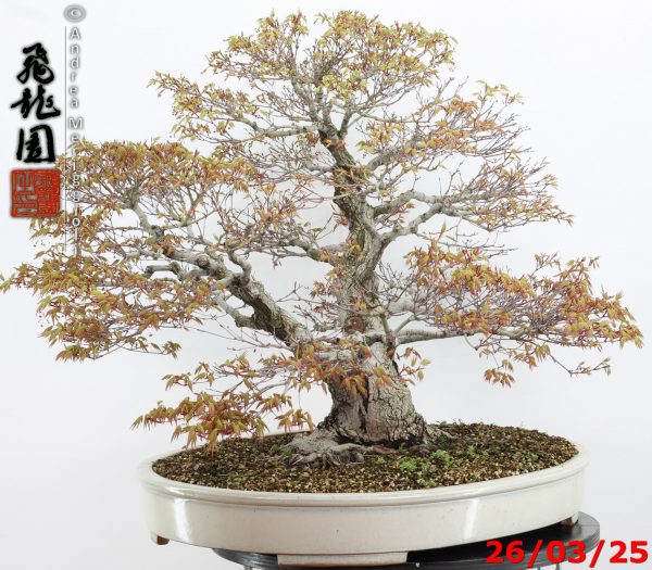 Acer palmatum - Image 6