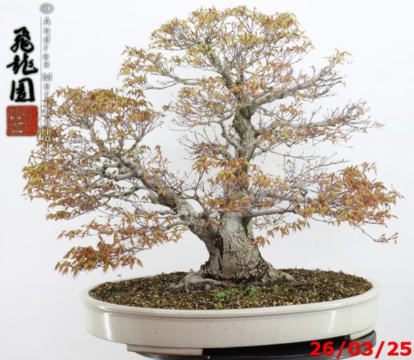 Acer palmatum - Image 7