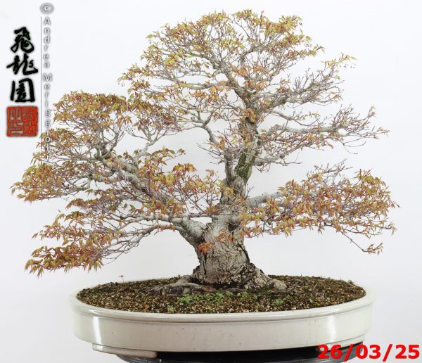 Acer palmatum - Image 8