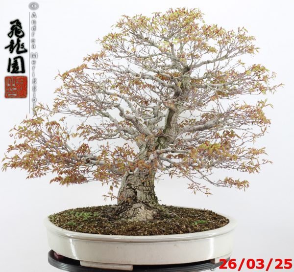 Acer palmatum - Image 10