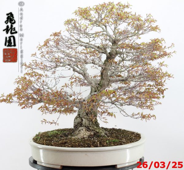 Acer palmatum - Image 11