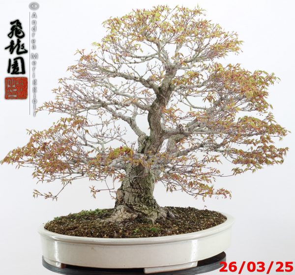 Acer palmatum - Image 12