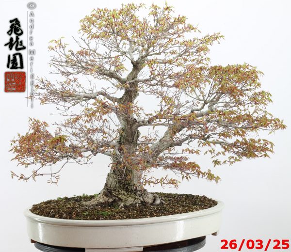 Acer palmatum - Image 13