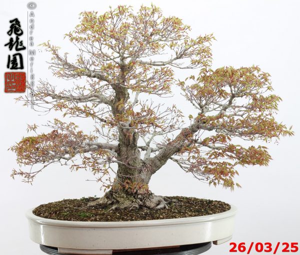 Acer palmatum - Image 14