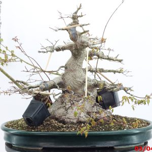 Acer palmatum