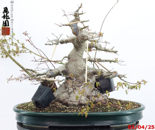 Acer palmatum