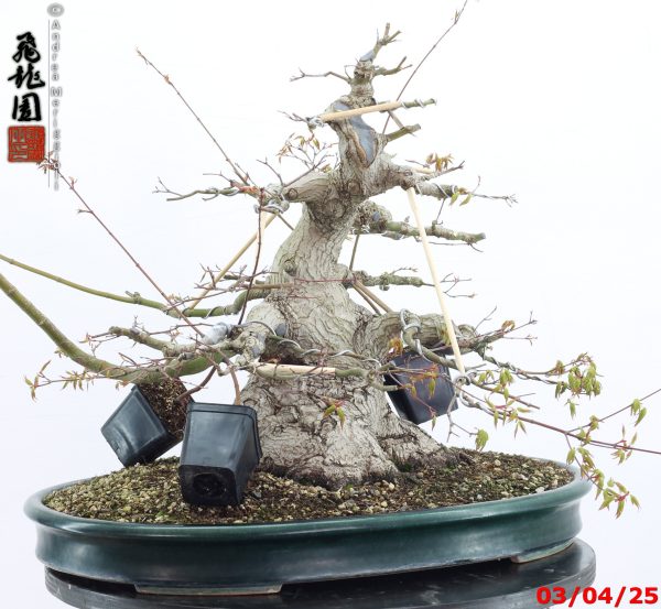 Acer palmatum - Image 2