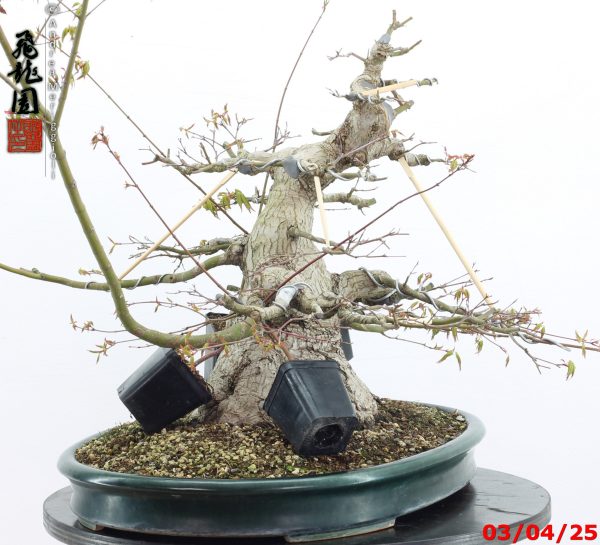 Acer palmatum - Image 3