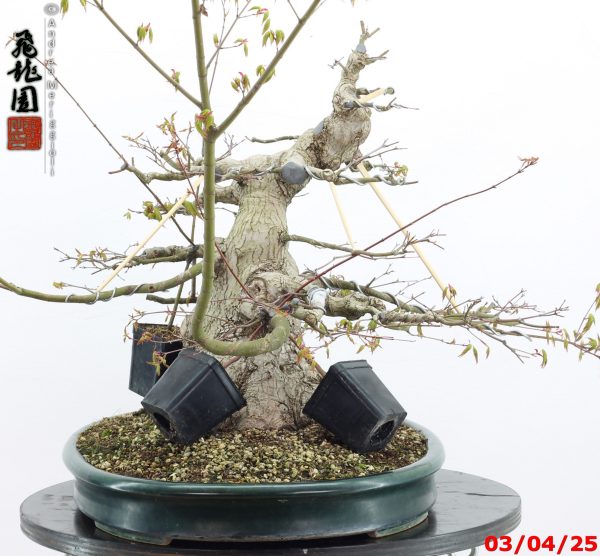 Acer palmatum - Image 4