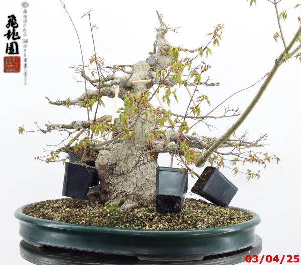 Acer palmatum - Image 5
