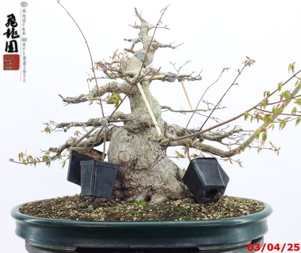 Acer palmatum - Image 6