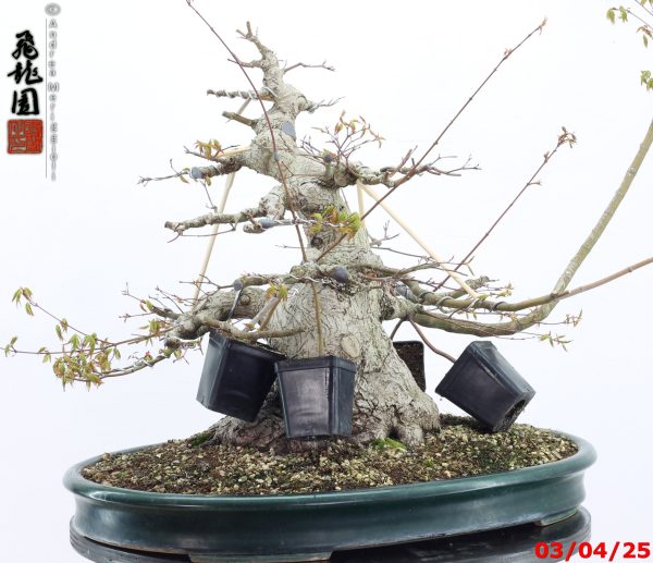 Acer palmatum - Image 7