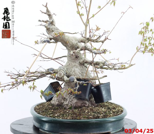 Acer palmatum - Image 8