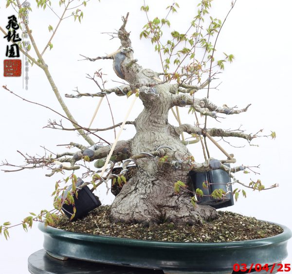 Acer palmatum - Image 9