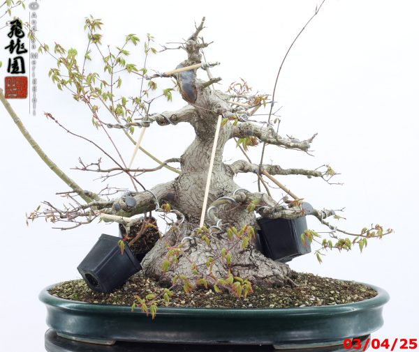 Acer palmatum - Image 10
