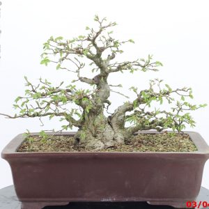 Carpinus turczaninowii