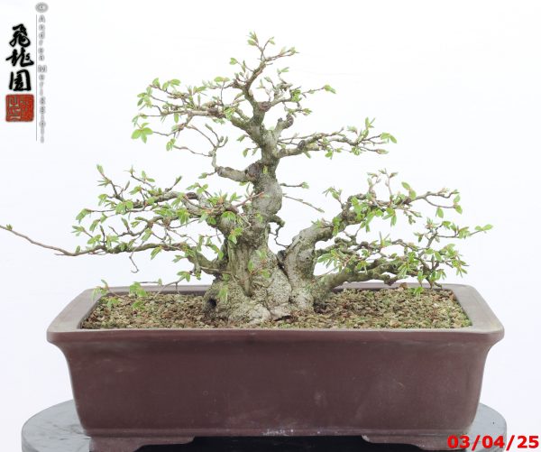 Carpinus turczaninowii