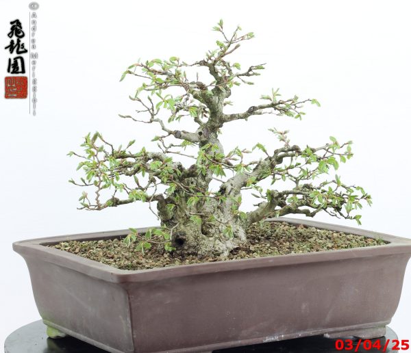 Carpinus turczaninowii - immagine 2